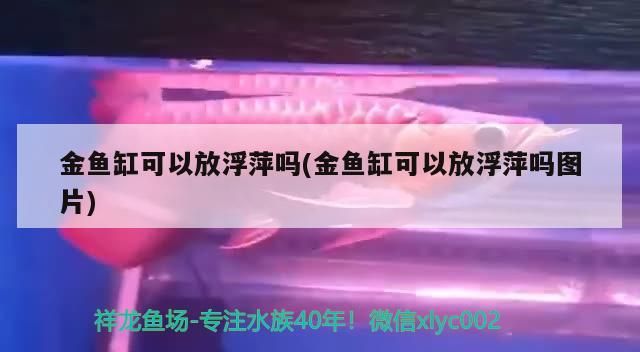 魚缸造景先放沙還是先放水(魚缸造景先鋪沙還是先放石頭) 金魚缸可以放浮萍嗎(金魚缸可以放浮萍嗎圖片) 觀賞魚百科 金魚缸可以放浮萍嗎(金魚缸可以放浮萍嗎圖片) 金魚缸可以放浮萍嗎(金魚缸可以放浮萍嗎圖片) 觀賞魚百科