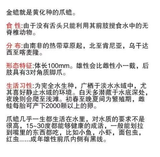 龍魚魚場如何選擇?(開個龍魚店需要多少錢創業機遇等你來抓) 龍魚百科 第4張 龍魚魚場如何選擇?(開個龍魚店需要多少錢創業機遇等你來抓) 龍魚魚場如何選擇?(開個龍魚店需要多少錢創業機遇等你來抓) 龍魚百科 第4張