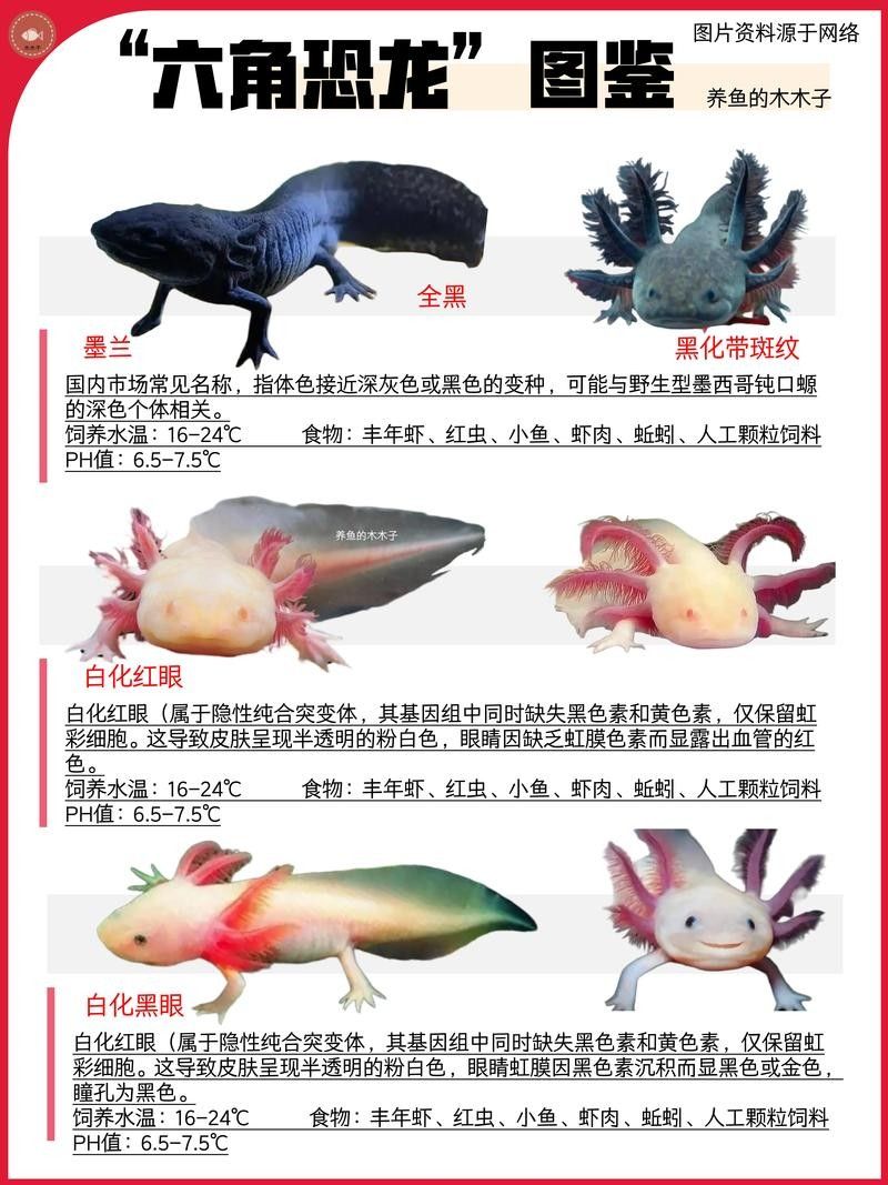 恐龍魚(yú)有哪些品種圖片