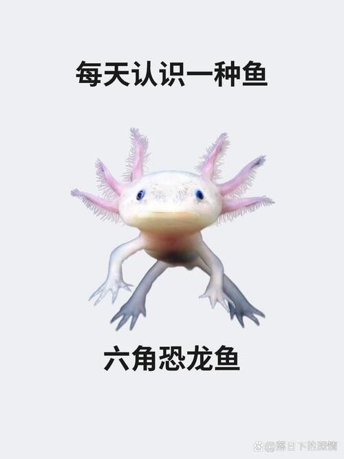 恐龍魚有哪些品種圖片
