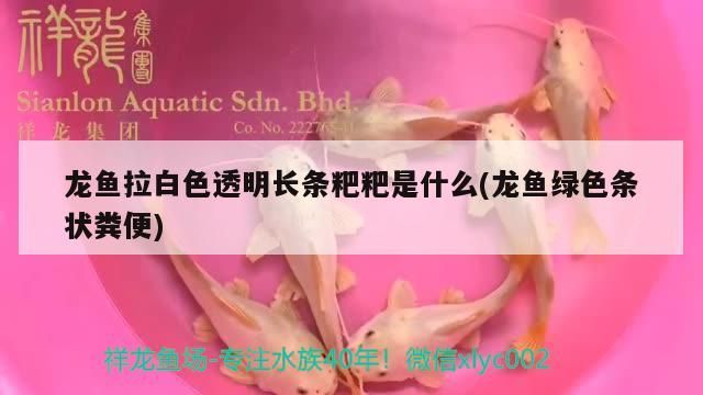 龍魚拉白色透明長條粑粑是什么(龍魚綠色條狀糞便)（龍魚拉白色透明長條粑粑是什么）