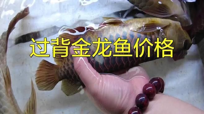 過背金龍的市場價值如何（過背金龍的市場價值）