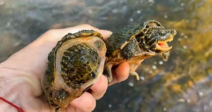 如何為虎紋恐龍魚布置繁殖環(huán)境？（虎紋恐龍魚布置繁殖環(huán)境的一些關(guān)鍵步驟）