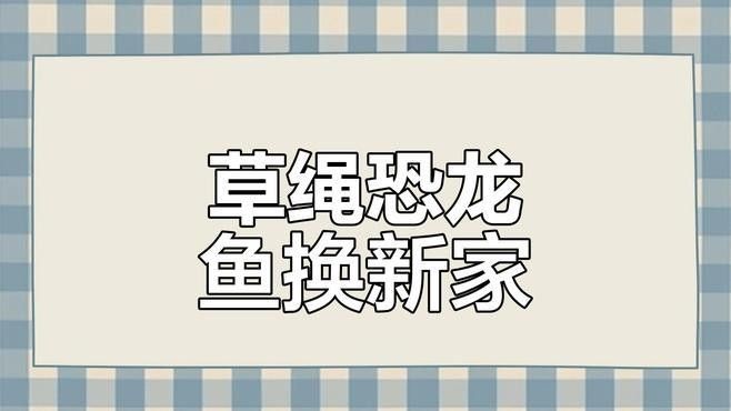 草繩恐龍魚混養需要哪些裝飾物？