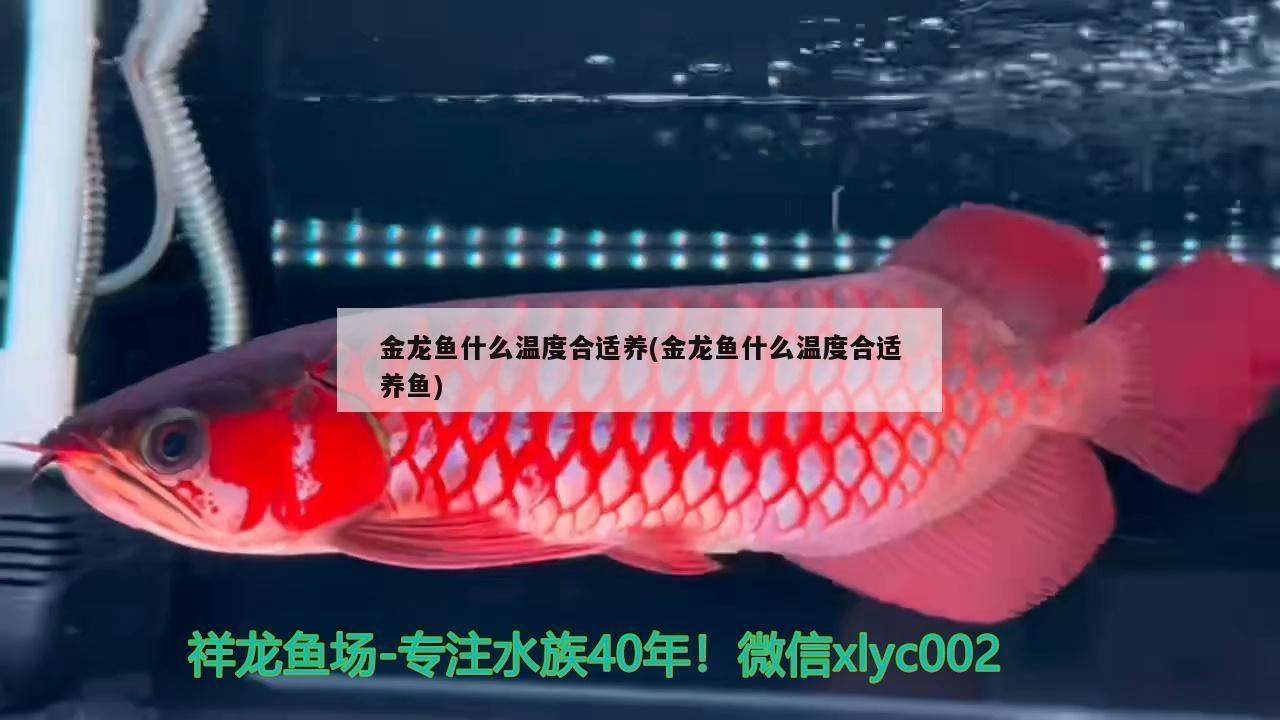 金龍魚什么溫度合適養(金龍魚什么溫度合適養魚)（金龍魚什么溫度合適養）