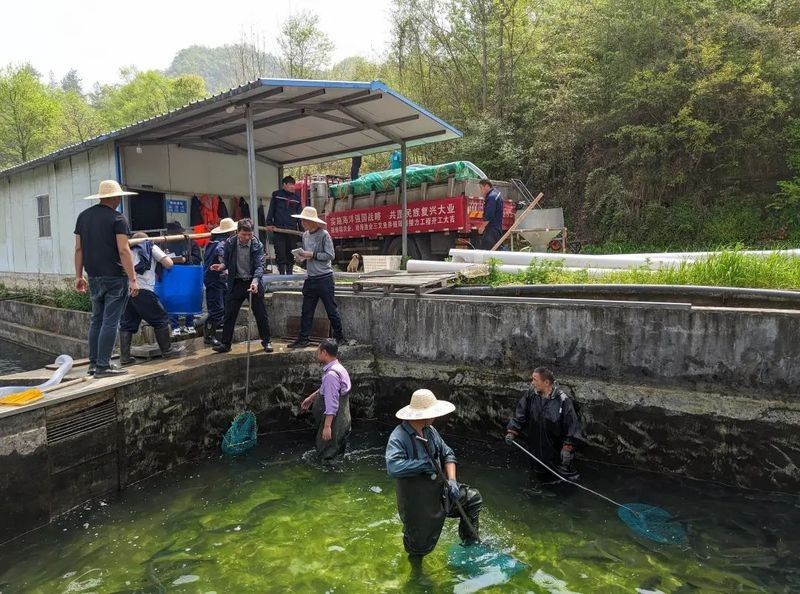 商南哪個水族館龍魚好？祥龍魚場龍魚（商南哪個水族館龍魚好祥龍魚場龍魚祥龍魚場聊城分店） 商南哪個水族館龍魚好？祥龍魚場龍魚（商南哪個水族館龍魚好祥龍魚場龍魚祥龍魚場聊城分店） 龍魚百科 第11張