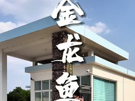 金龍魚梁汾醋有哪些規(guī)格可選（金龍魚梁汾醋有多少種規(guī)格可以選擇）