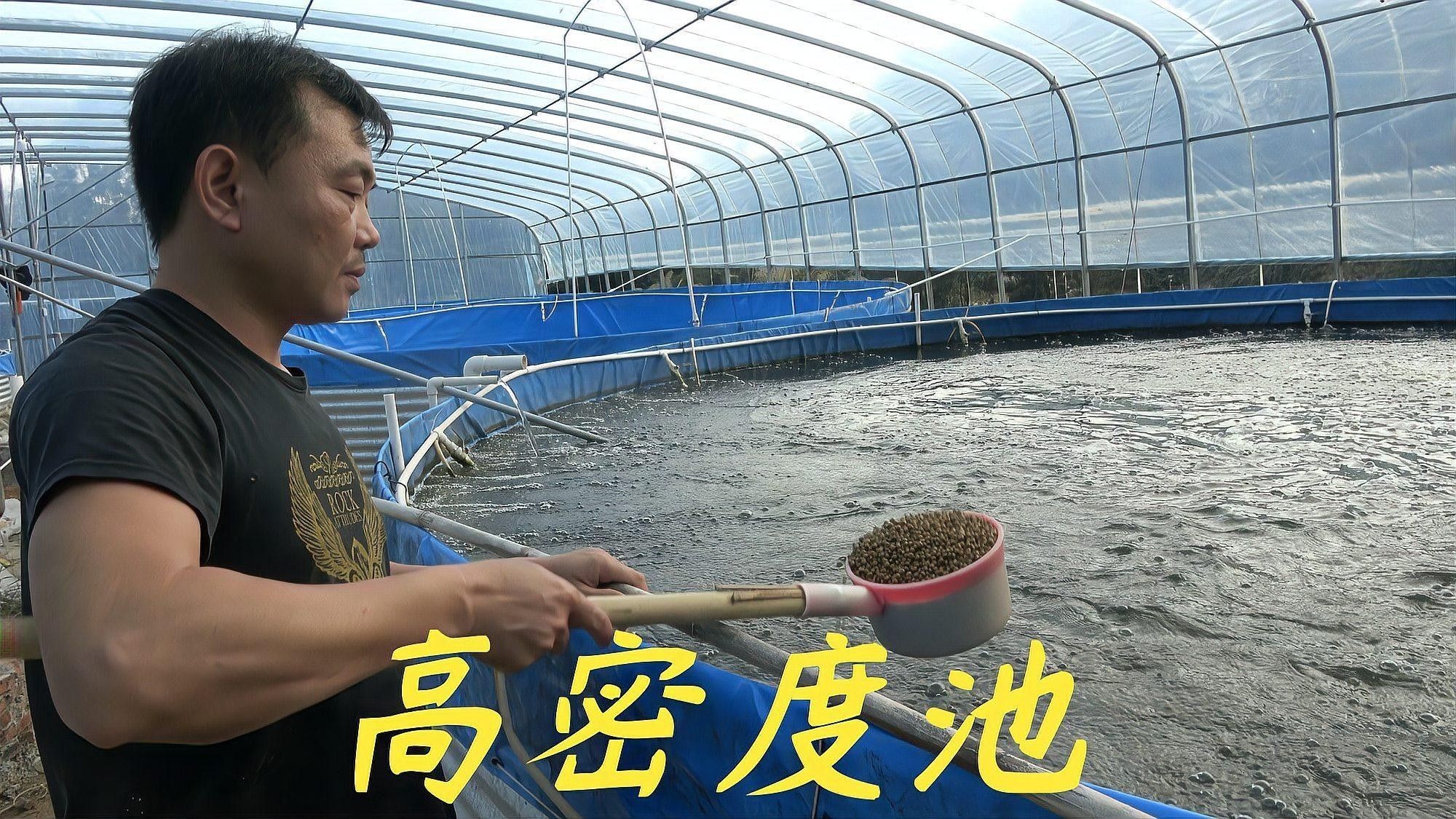 羅非魚和金龍魚可以混養嗎？（羅非魚和金龍魚可以混養嗎）