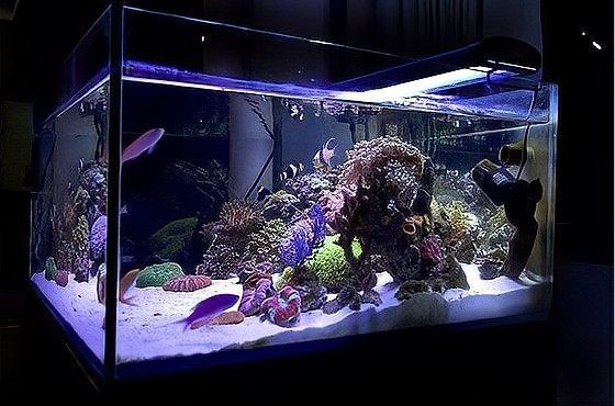 如何加速龍魚傷口愈合（龍魚傷口受傷怎么辦）