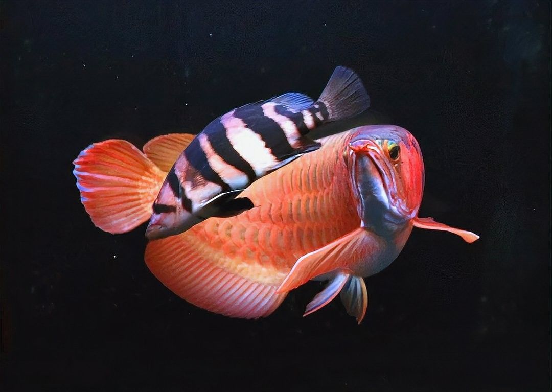 如何加速龍魚傷口愈合（龍魚傷口受傷怎么辦）