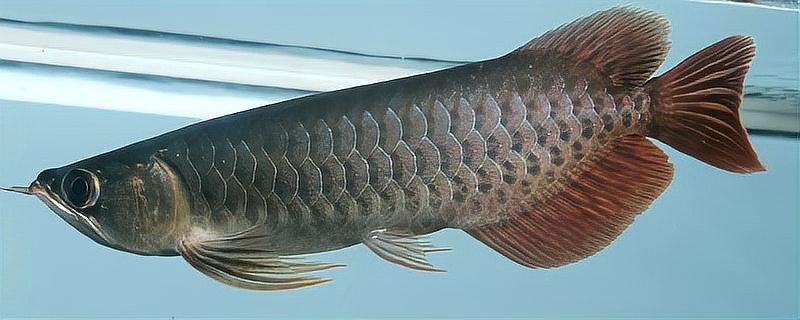 紅龍魚成年后如何喂養？（成年紅龍魚的喂養方法）