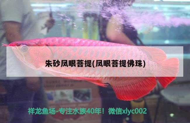 朱砂鳳眼菩提(鳳眼菩提佛珠)