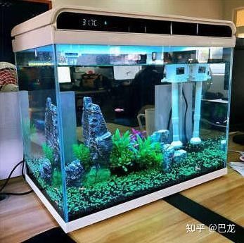 寶龍魚缸有哪些型號？（寶龍魚缸哪個型號性價比最高寶龍魚缸價格是多少） 寶龍魚缸有哪些型號？（寶龍魚缸哪個型號性價比最高寶龍魚缸價格是多少） 龍魚百科 第9張