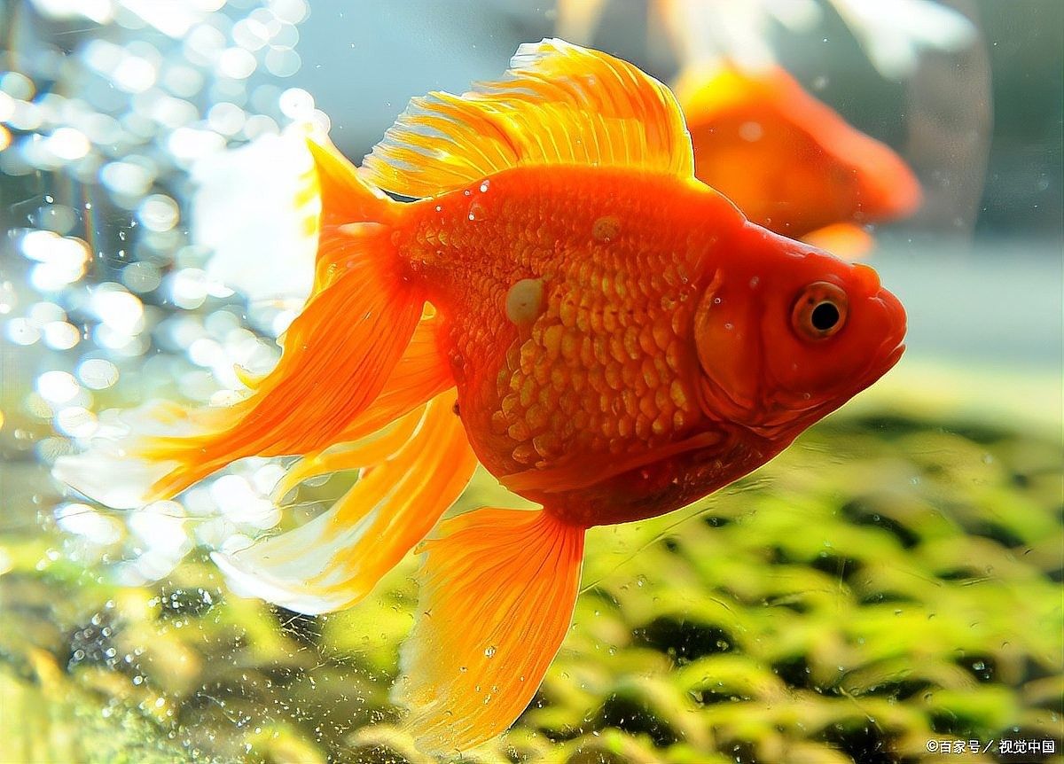 十大錦鯉魚飼料品牌（2025年十大錦鯉魚飼料品牌排行榜，海豚錦鯉魚飼料品牌排行榜） 十大錦鯉魚飼料品牌（2025年十大錦鯉魚飼料品牌排行榜，海豚錦鯉魚飼料品牌排行榜） 觀賞魚百科 第6張