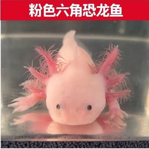 白龍魚的價格波動大嗎？（白龍魚價格波動性較大但高端品種因稀缺性長期保持高位）