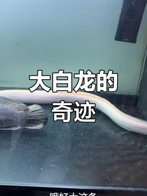 白龍魚的價格波動大嗎？（白龍魚價格波動性較大但高端品種因稀缺性長期保持高位）