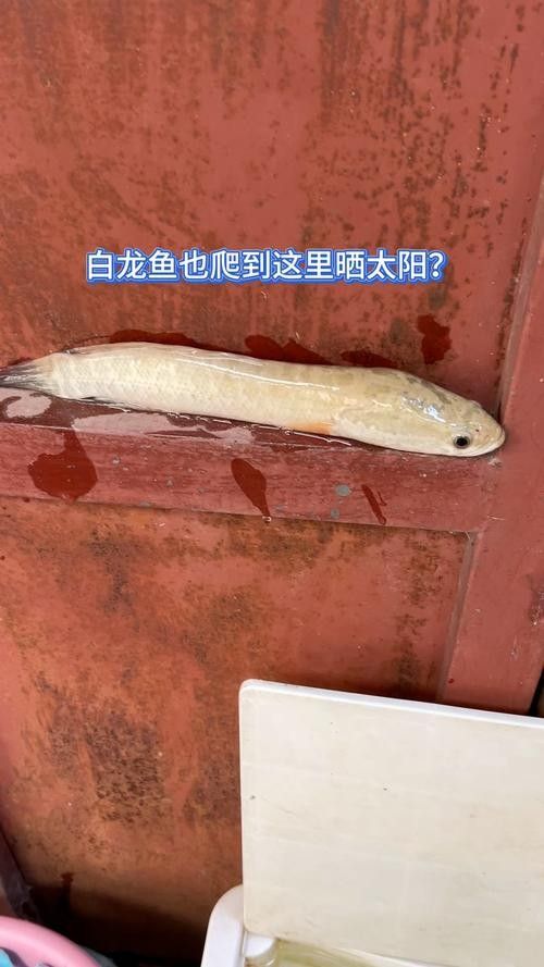 白龍魚的價格波動大嗎？（白龍魚價格波動性較大但高端品種因稀缺性長期保持高位）