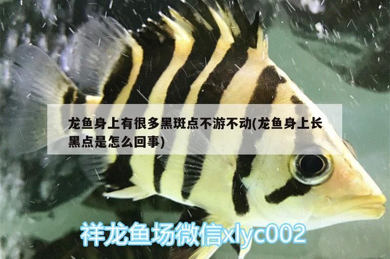 龍魚身上有很多黑斑點(diǎn)不游不動(dòng)(龍魚身上長(zhǎng)黑點(diǎn)是怎么回事)（龍魚身上長(zhǎng)黑斑是怎么回事） 龍魚身上有很多黑斑點(diǎn)不游不動(dòng)(龍魚身上長(zhǎng)黑點(diǎn)是怎么回事)（龍魚身上長(zhǎng)黑斑是怎么回事） 觀賞魚百科