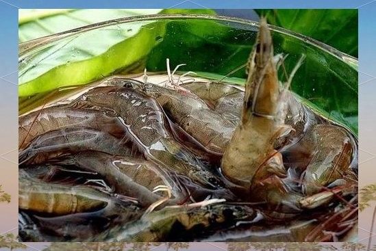 哪些蝦類適合龍魚？（哪些蝦類適合龍魚食用？） 哪些蝦類適合龍魚？（哪些蝦類適合龍魚食用？） 龍魚百科 第2張