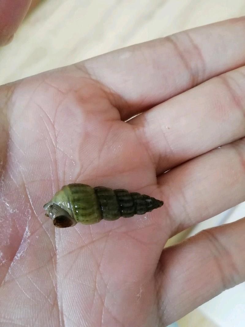 哪些蝦類適合龍魚？（哪些蝦類適合龍魚食用？） 哪些蝦類適合龍魚？（哪些蝦類適合龍魚食用？） 龍魚百科 第4張