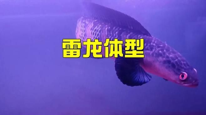 巴卡雷龍魚能長多大？