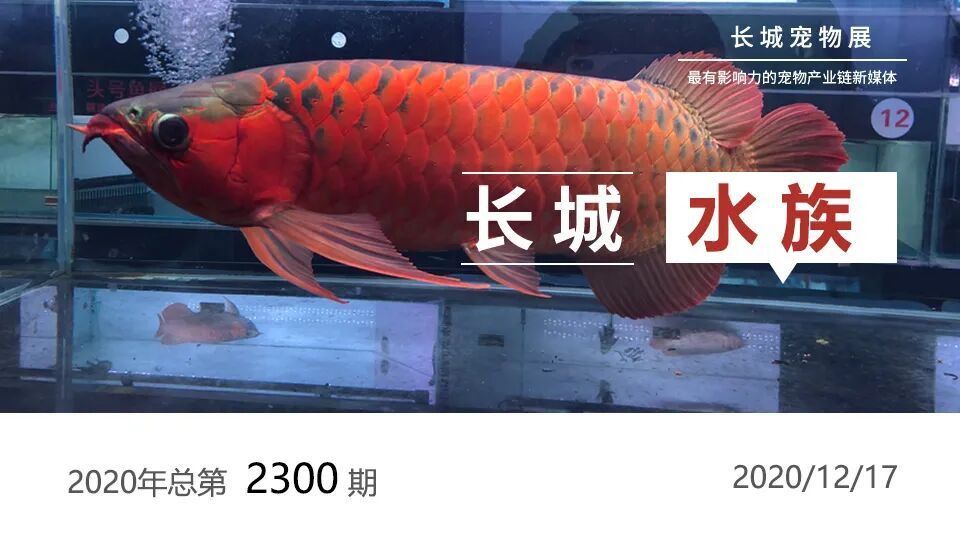 印尼大湖hulu漁場產業聯盟秘書處副秘書長羅時健談 觀賞魚百科 第1張 印尼大湖hulu漁場產業聯盟秘書處副秘書長羅時健談 印尼大湖hulu漁場產業聯盟秘書處副秘書長羅時健談 觀賞魚百科 第1張