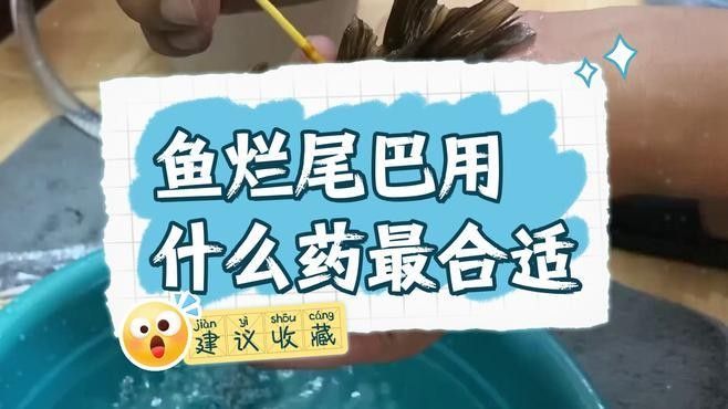 紅龍魚尾巴爛了怎么辦