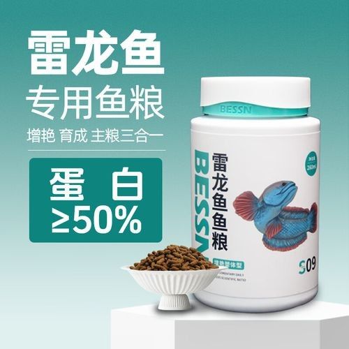 雷龍魚吃什么飼料（雷龍魚怎么養）