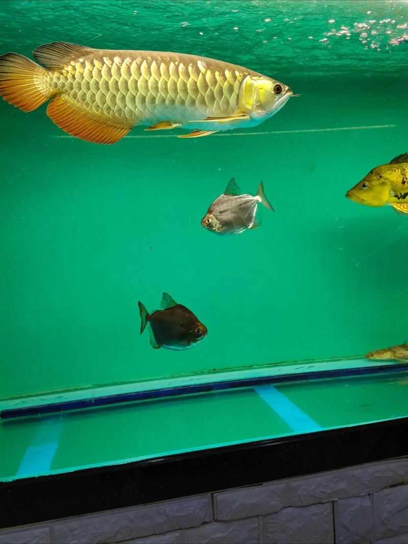 如何區分金龍魚過背和高背？（如何區分金龍魚的“過背”和“高背”）