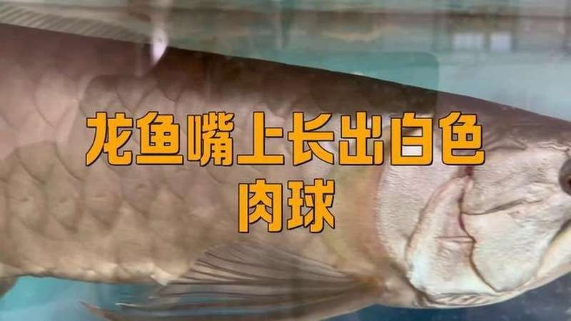 如何預防龍魚嘴上的肉球感染？（如何預防龍魚嘴上的肉球感染）
