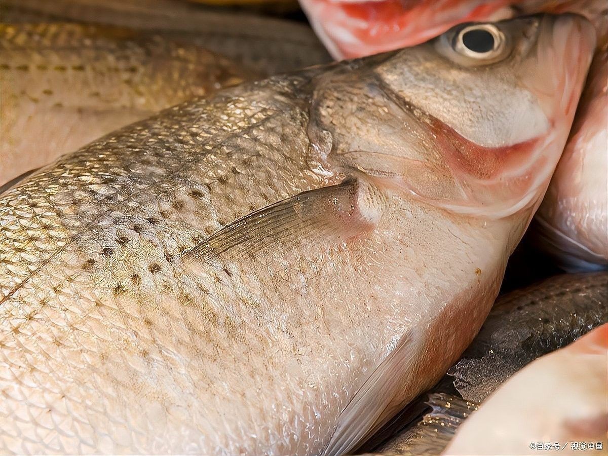 鱘龍魚刺身怎么做？（鱘龍魚刺身怎么做好吃？）