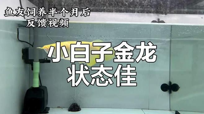 紅眼白子過背金龍的人工培育難度大嗎