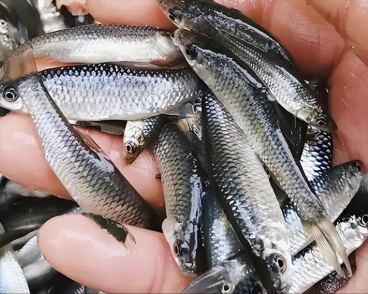 放生鱘龍魚有哪些禁忌？（放生須知，八種禁忌!）