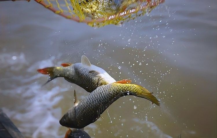 放生鱘龍魚有哪些禁忌？（放生須知，八種禁忌!）