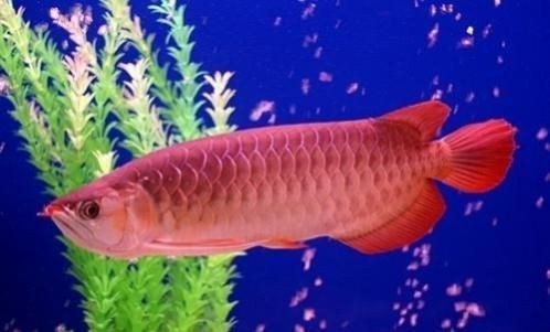 頂級紅龍魚品牌有哪些（頂級紅龍魚品牌）