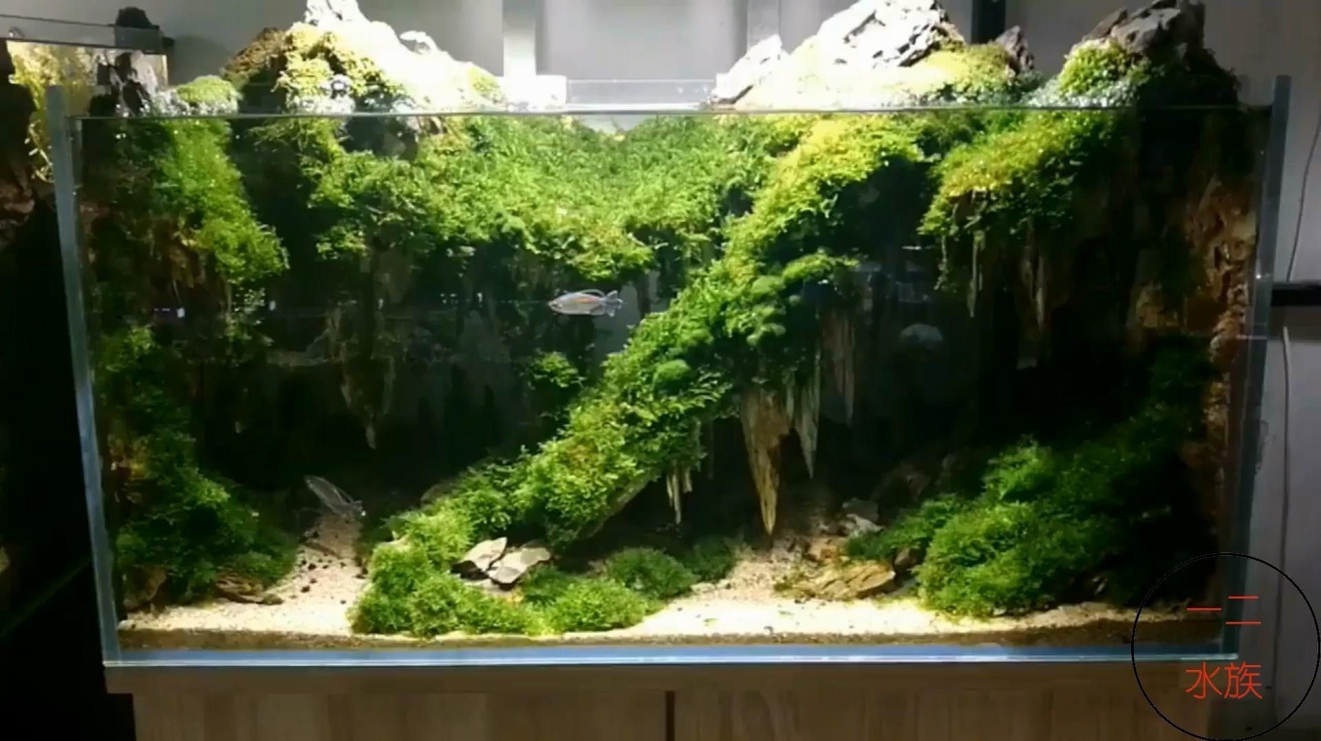 如何選擇適合草缸造景的水草？（水草缸的水草該怎么選）