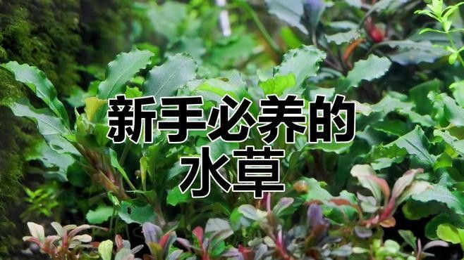 如何選擇適合草缸造景的水草？（水草缸的水草該怎么選）