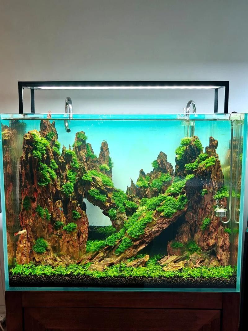 如何選擇適合草缸造景的水草？（水草缸的水草該怎么選）