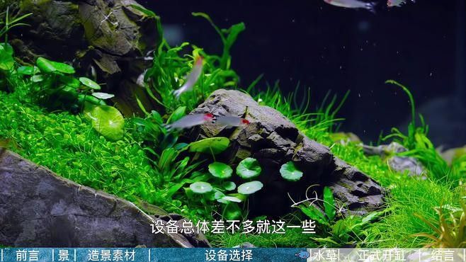 如何選擇適合草缸造景的水草？（水草缸的水草該怎么選）