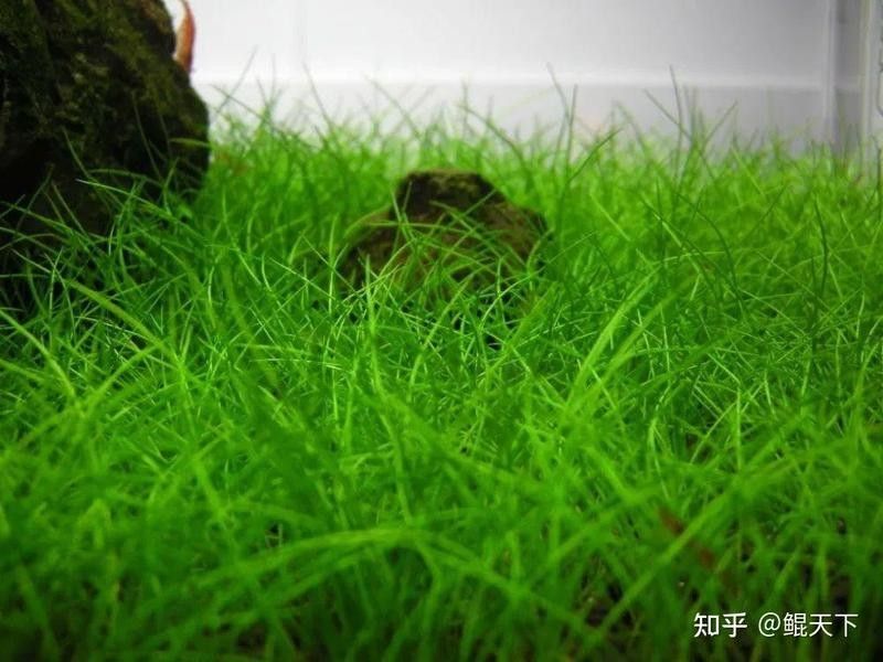 如何選擇適合草缸造景的水草？（水草缸的水草該怎么選）