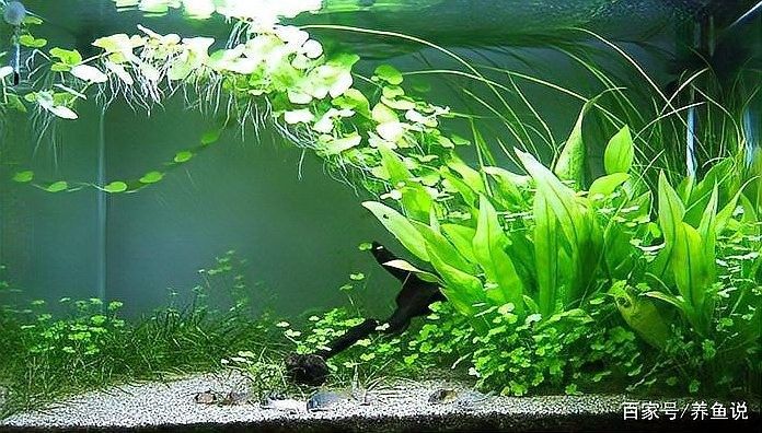 如何選擇適合草缸造景的水草？（水草缸的水草該怎么選）