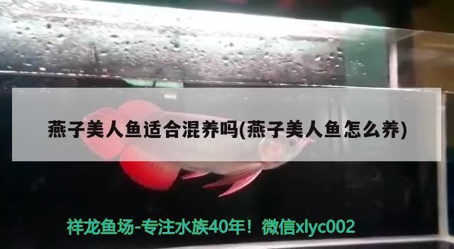 燕子美人魚適合混養嗎(燕子美人魚怎么養) 燕子美人魚適合混養嗎(燕子美人魚怎么養) 觀賞魚百科