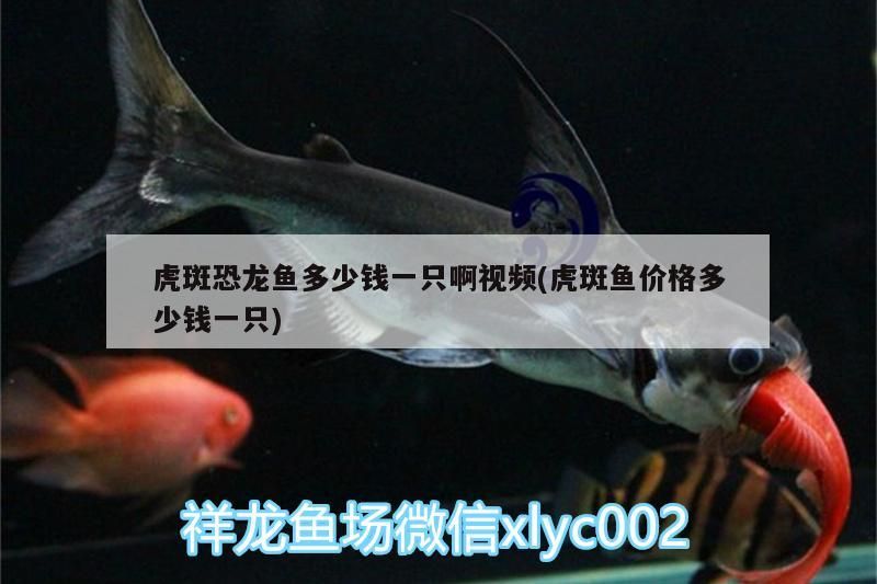 觀賞魚空運價格表圖片及價格（空運觀賞魚需要檢疫證嗎）