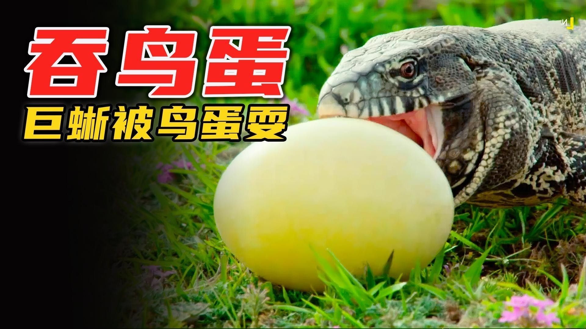 龍貓咬人后需要打幾針疫苗 龍貓咬人后需要打幾針疫苗 龍魚百科 第2張