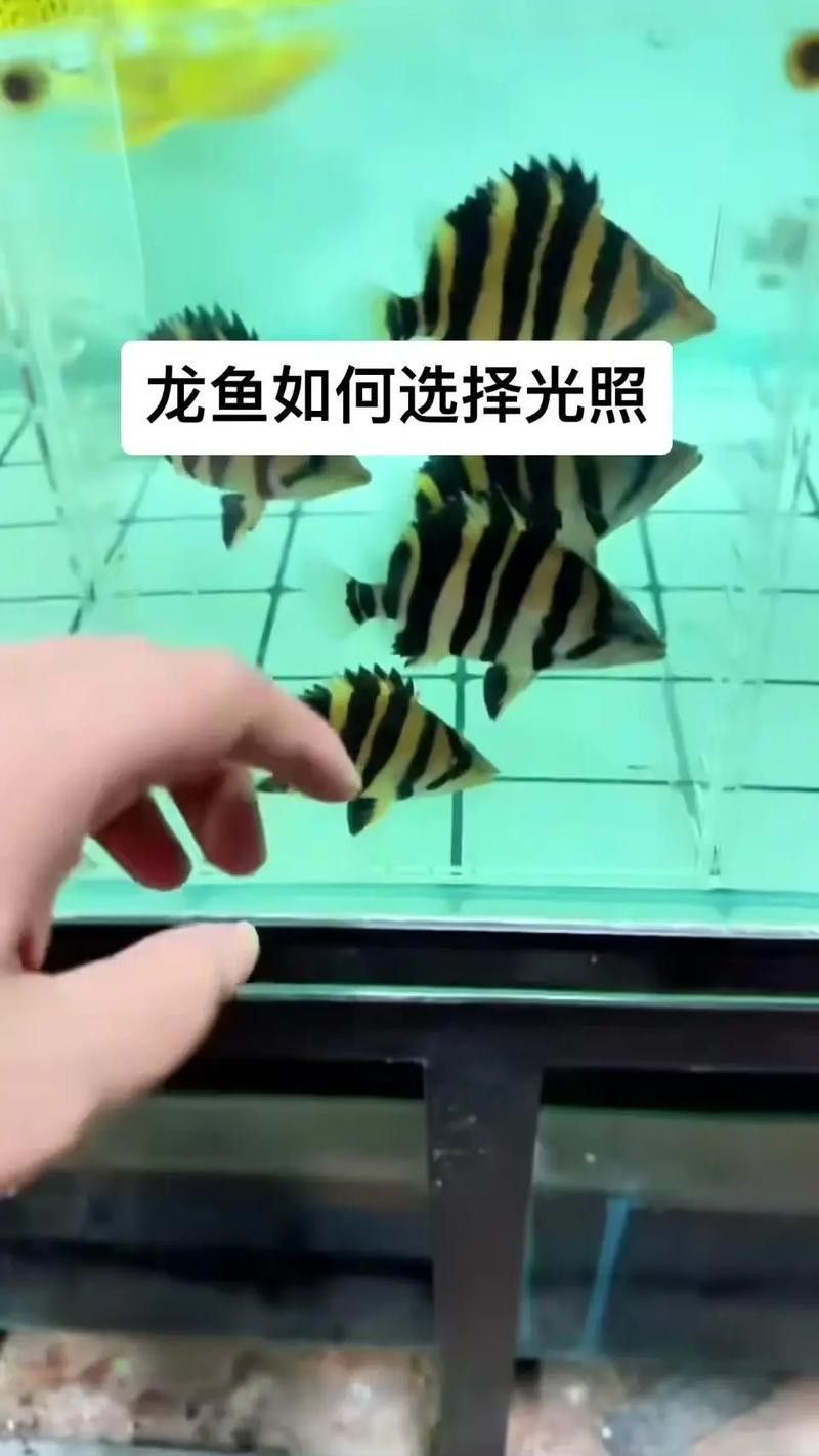 金龍魚發(fā)色期間應(yīng)該如何喂養(yǎng)（金龍魚發(fā)色期間喂養(yǎng)策略是確保魚類健康和美觀的關(guān)鍵）