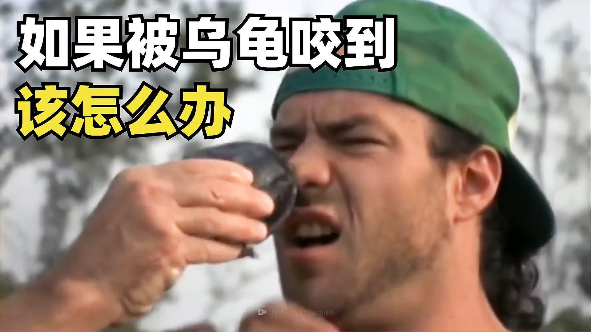 如何預(yù)防豬鼻龜再次被咬傷（如何預(yù)防豬鼻龜再次被咬傷，7大原因+5招根治）