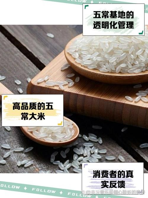 金龍魚原香稻有哪些品種？（金龍魚原香稻的品種介紹）