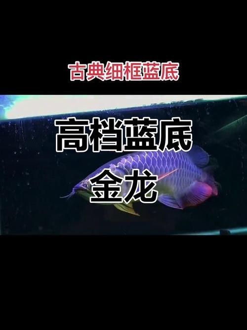 過背金龍魚哪個品種最貴？（過背金龍魚哪個品種最貴） 過背金龍魚哪個品種最貴？（過背金龍魚哪個品種最貴） 龍魚百科 第8張