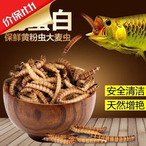 哪個品牌的龍魚糧性價比最高（龍魚糧品牌排行榜京東龍魚飼料推薦/龍魚糧） 哪個品牌的龍魚糧性價比最高（龍魚糧品牌排行榜京東龍魚飼料推薦/龍魚糧） 龍魚百科 第3張