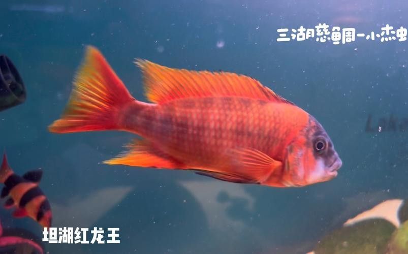 如何聯系海南祥龍魚場咨詢？，海南祥龍魚場咨詢話術模板,